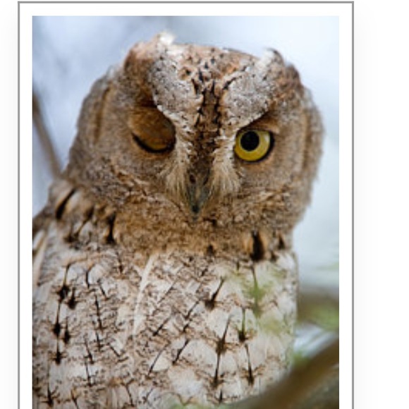 Meet your Posher, Lisa - Picture 1 of 1